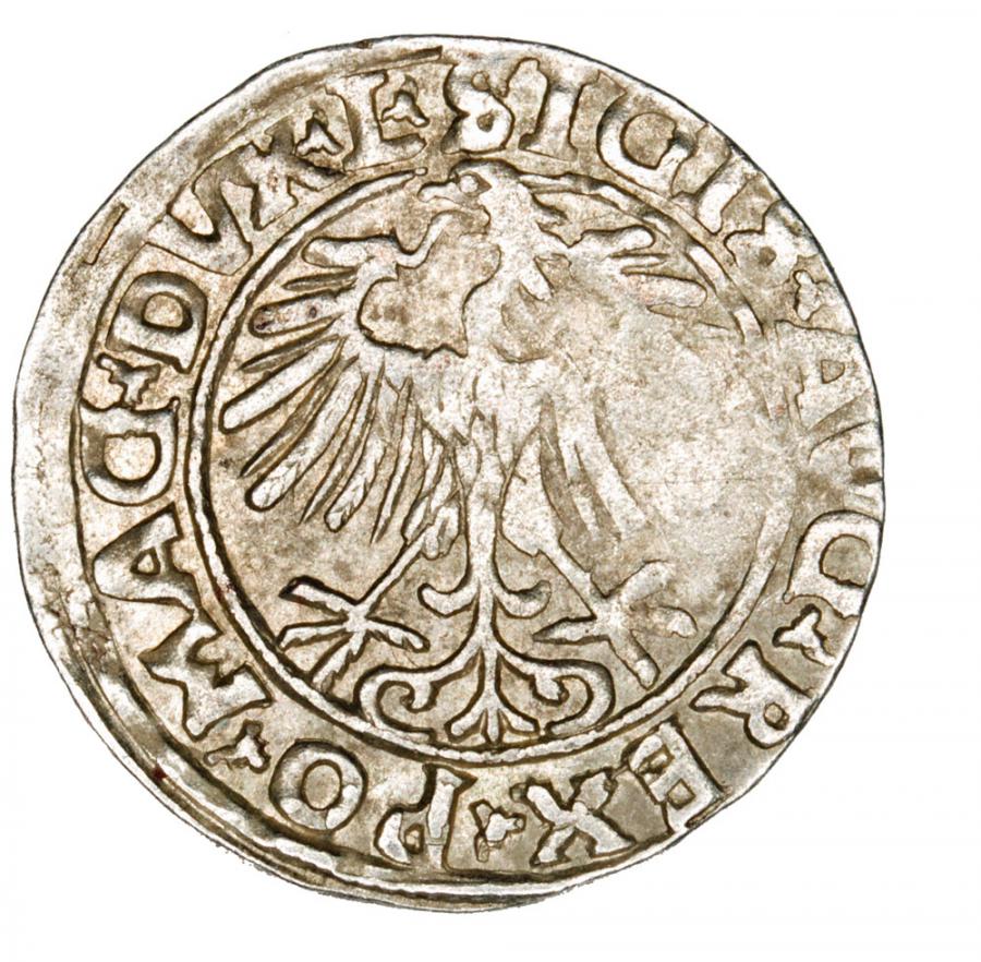 Półgrosz 1556 Zygmunt II August Litwa Wilno